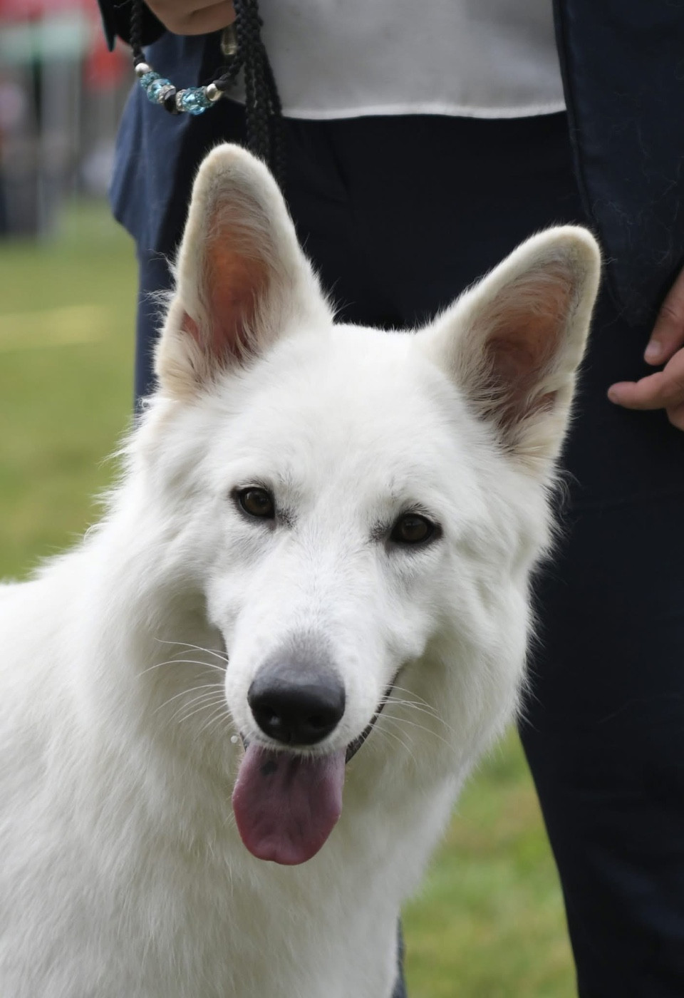 VAE VICTIS HOPE DIAMOND Des Bergers Du Lautrecois