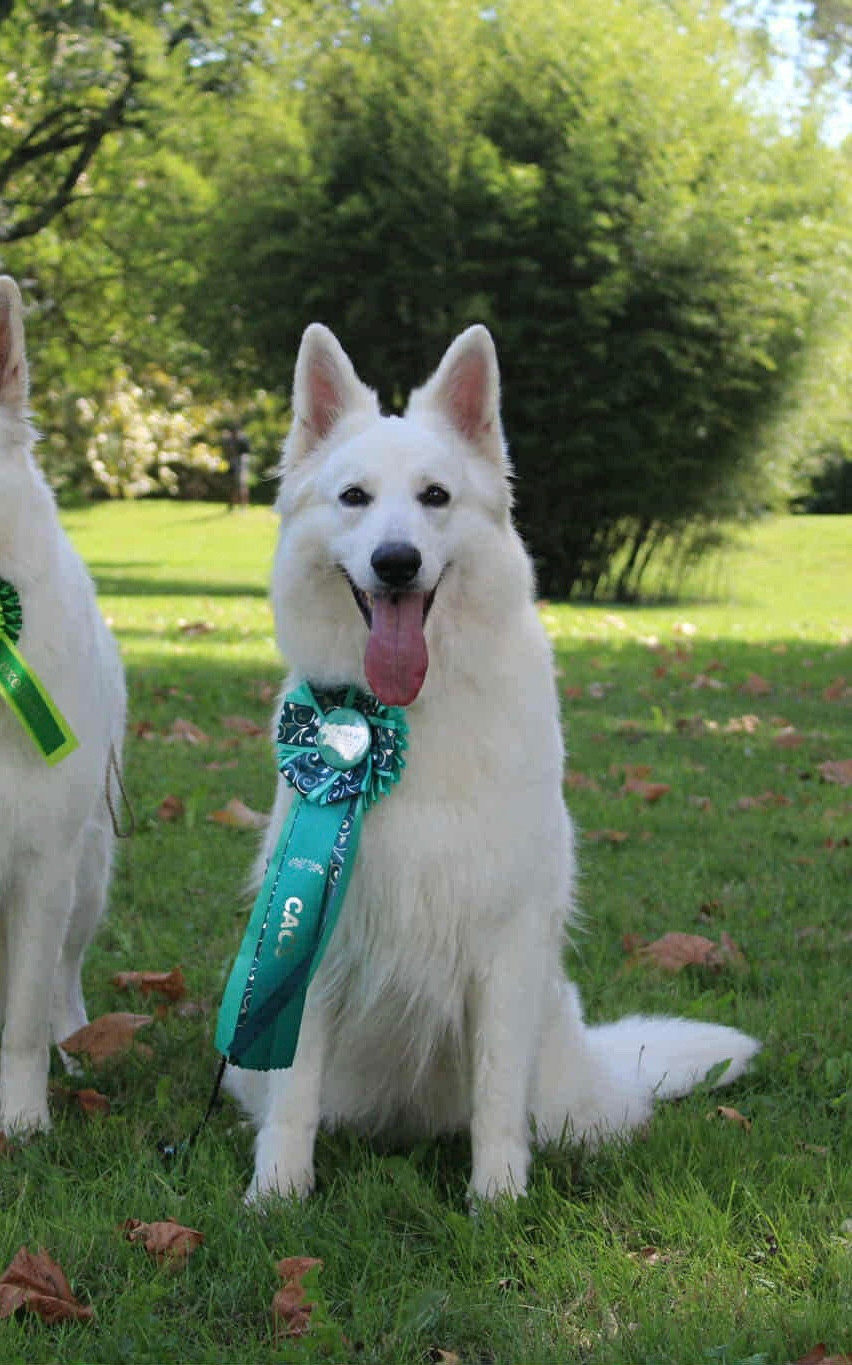 SHINING STAR ROYAL BLUE Des Gardiens Du Valhalla