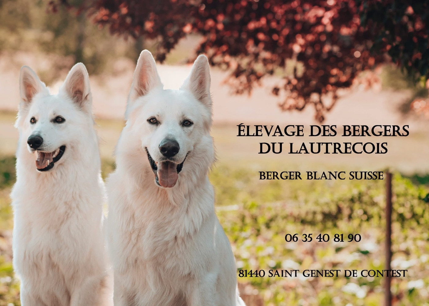 Des Bergers Du Lautrecois