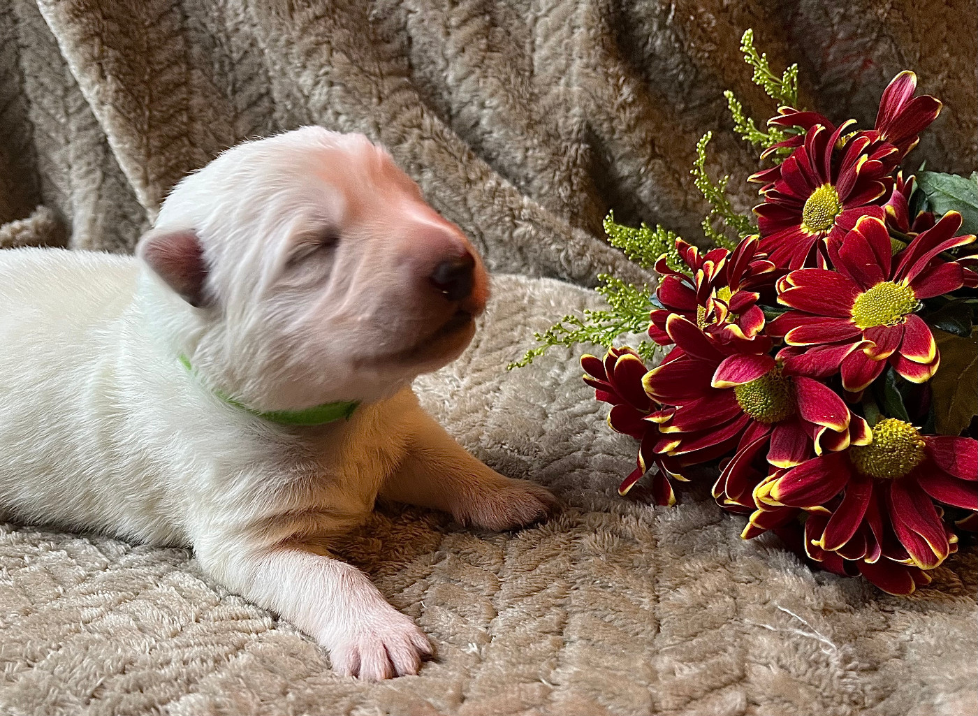 Des Bergers Du Lautrecois - Chiots disponibles - Berger Blanc Suisse