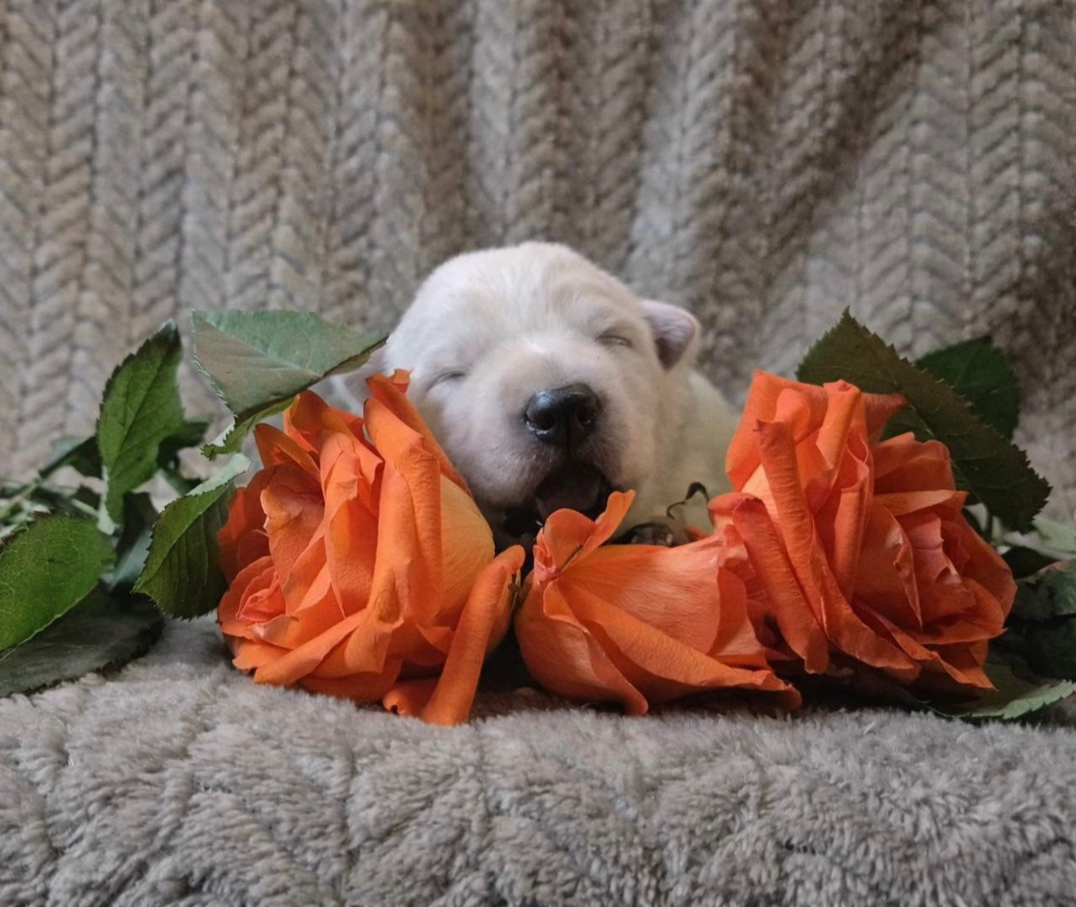 Des Bergers Du Lautrecois - Chiots disponibles - Berger Blanc Suisse