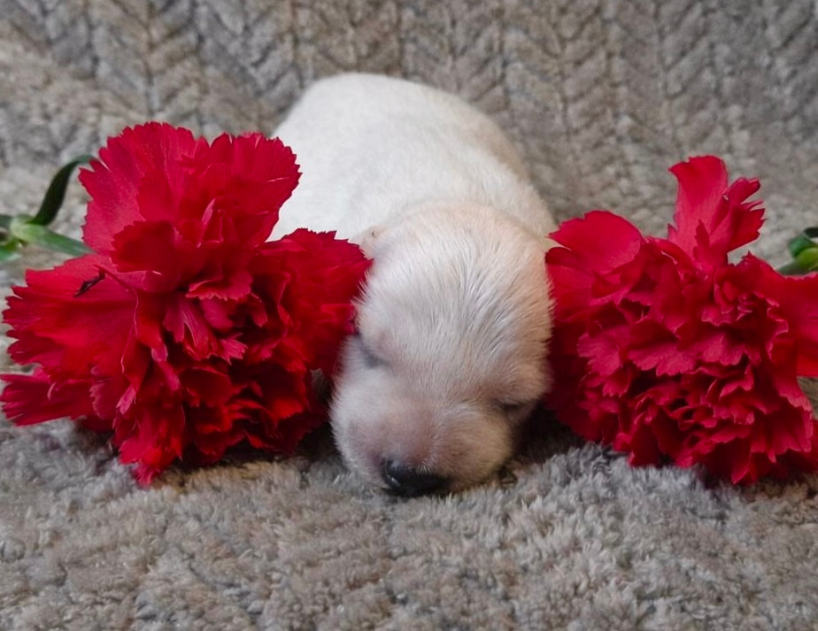 Des Bergers Du Lautrecois - Chiots disponibles - Berger Blanc Suisse