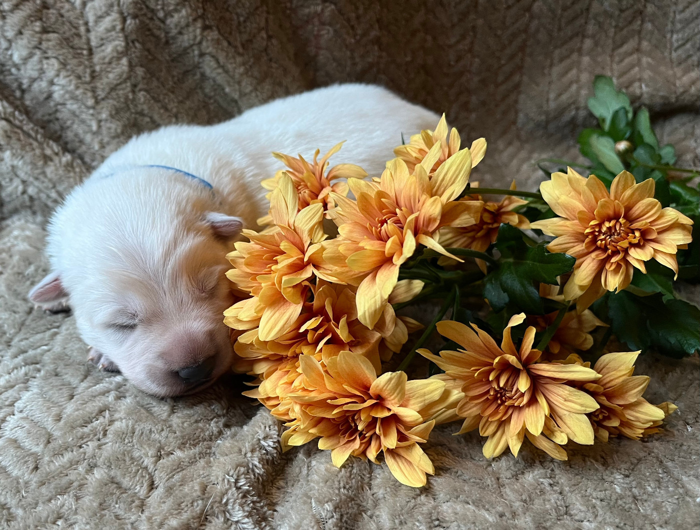 Des Bergers Du Lautrecois - Chiots disponibles - Berger Blanc Suisse
